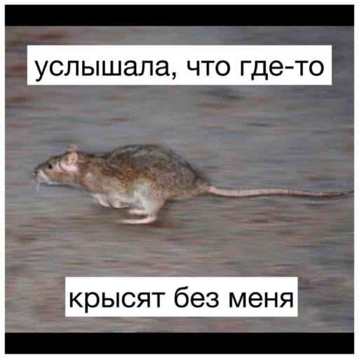 🏃 Стикер «Крысиноэ» для Telegram