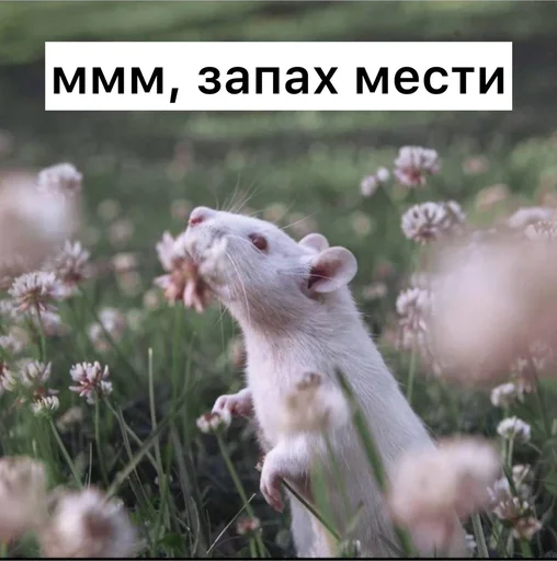 🤌 Стикер «Крысиноэ» для Telegram