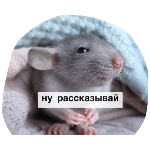 😏 Стикер «Крысиноэ» для Telegram