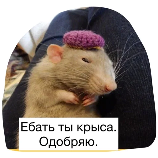 😏 Стикер «Крысиноэ» для Telegram