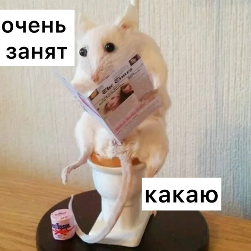 💩 Стикер «Крысиноэ» для Telegram