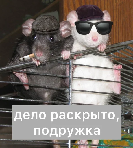 🔎 Стикер «Крысиноэ» для Telegram