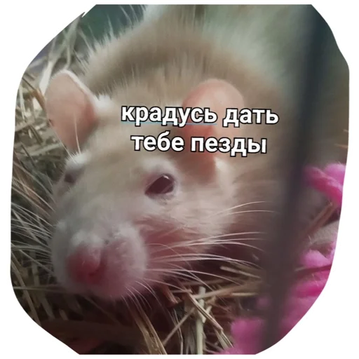 🤬 Стикер «Крысиноэ» для Telegram