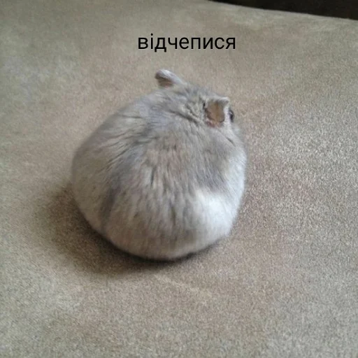 😠 Стикер «щури» для Telegram