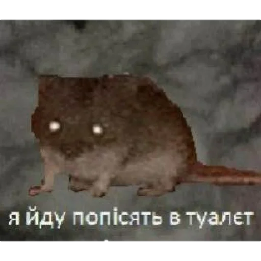 🙂 Стикер «щури» для Telegram