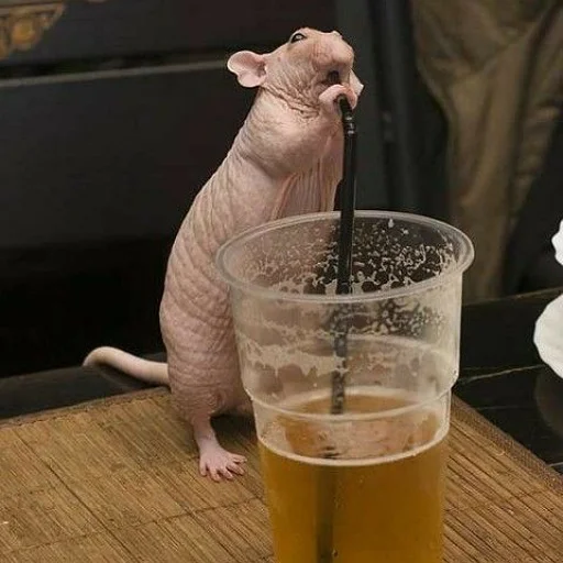 🍺 Стикер «щури» для Telegram