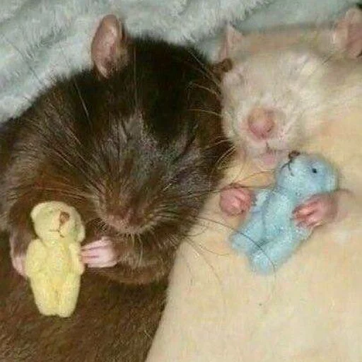 💤 Стикер «щури» для Telegram