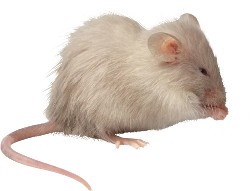 🐀 Стикер «крыски, жабки» для Telegram