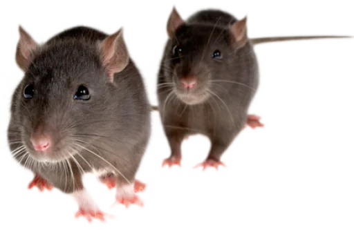 🐀 Стикер «крыски, жабки» для Telegram