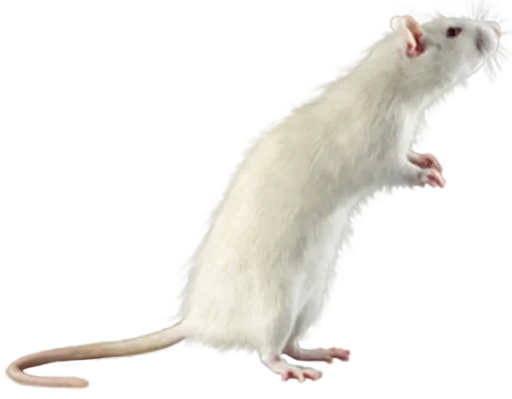 🐀 Стикер «крыски, жабки» для Telegram