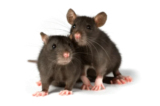 🐀 Стикер «крыски, жабки» для Telegram