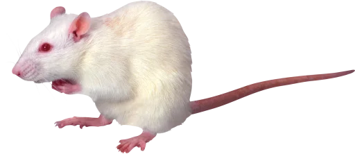 🐀 Стикер «крыски, жабки» для Telegram