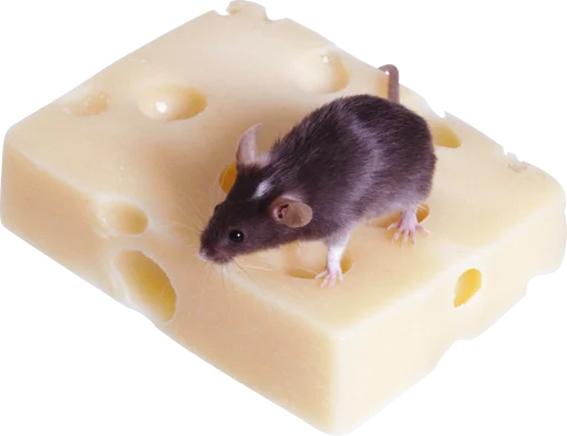 🐀 Стикер «крыски, жабки» для Telegram