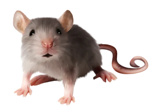 🐀 Стикер «крыски, жабки» для Telegram