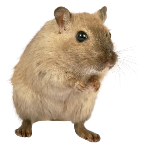 🐀 Стикер «крыски, жабки» для Telegram