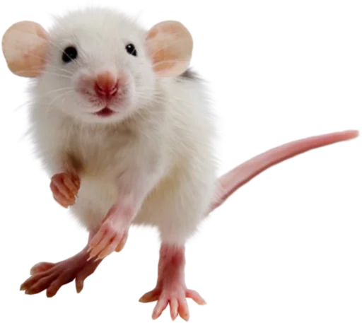 🐀 Стикер «крыски, жабки» для Telegram