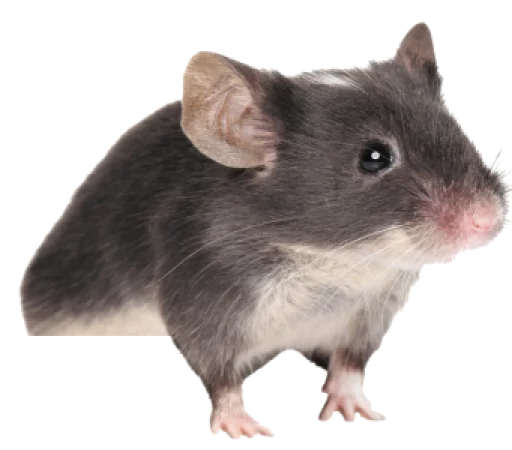🐀 Стикер «крыски, жабки» для Telegram