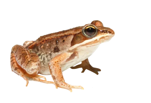 🐸 Стикер «крыски, жабки» для Telegram