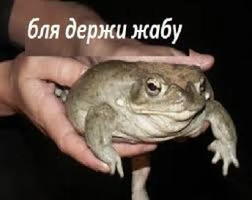 🥵 Стикер «крыски, жабки» для Telegram