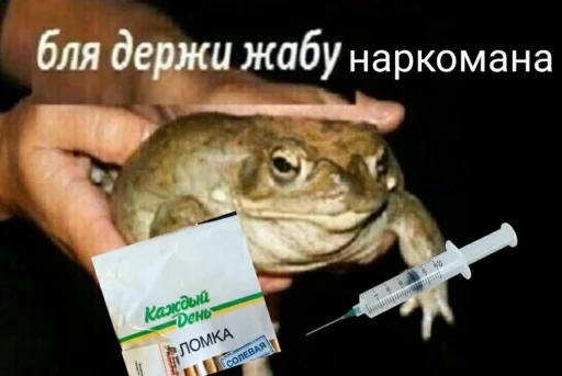 🐸 Стикер «крыски, жабки» для Telegram