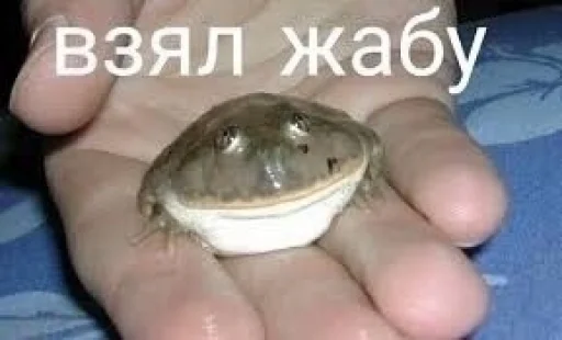🐸 Стикер «крыски, жабки» для Telegram