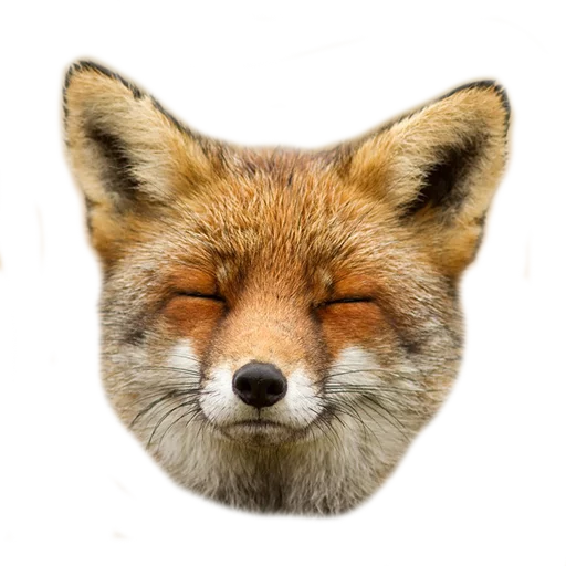 😄 Стикер «Rävar» для Telegram