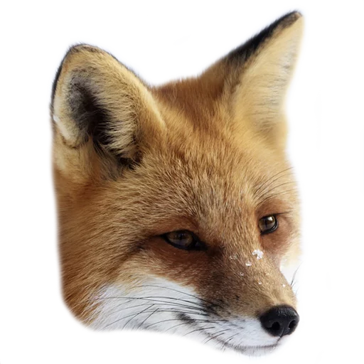 😏 Стикер «Rävar» для Telegram