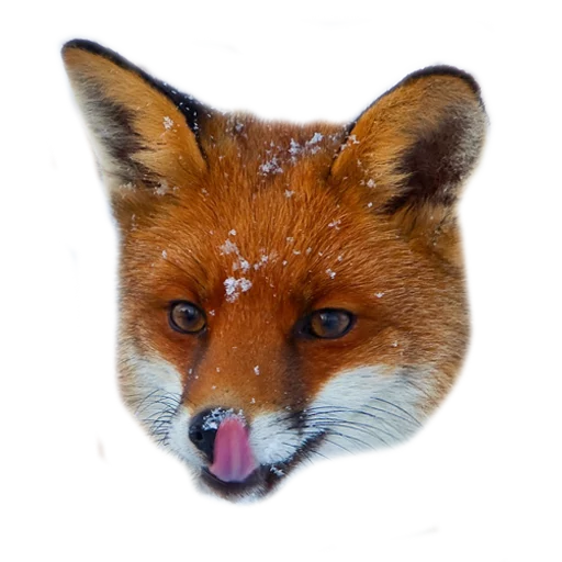 😛 Стикер «Rävar» для Telegram