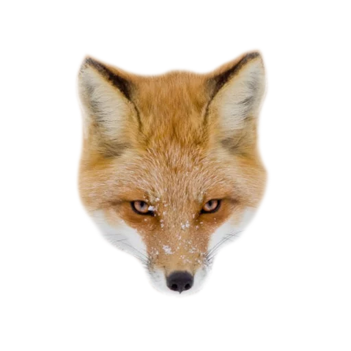 😠 Стикер «Rävar» для Telegram