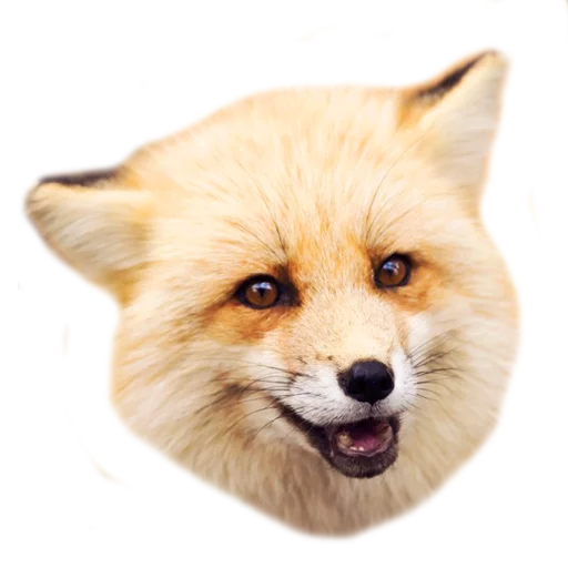 😃 Стикер «Rävar» для Telegram
