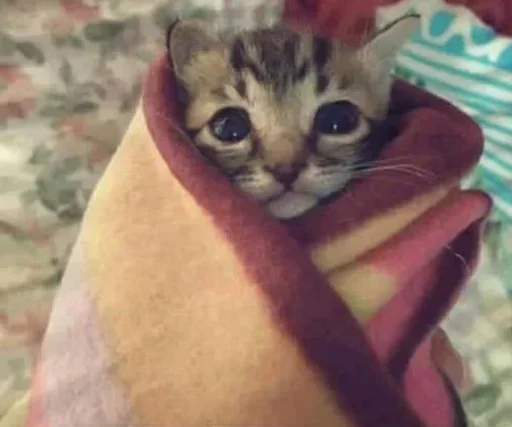 🍣 Стикер «міське звалище» для Telegram