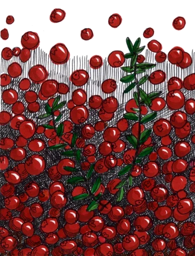 🍒 Стикер «rdwdtr» для Telegram