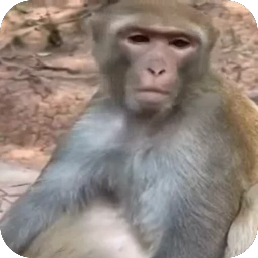 🤩 Стикер «Бибизьянки» для Telegram