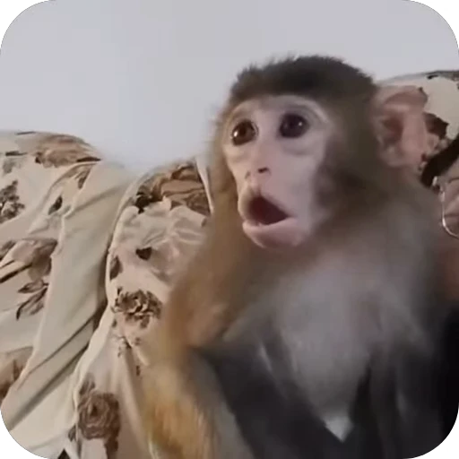 🤩 Стикер «Бибизьянки» для Telegram