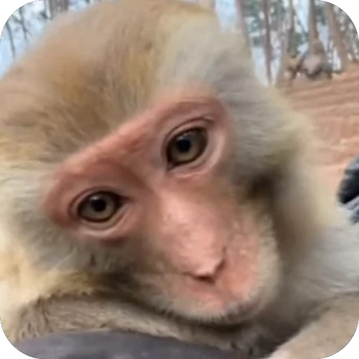 🥰 Стикер «Бибизьянки» для Telegram