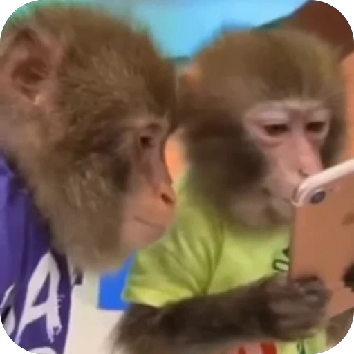 😒 Стикер «Бибизьянки» для Telegram