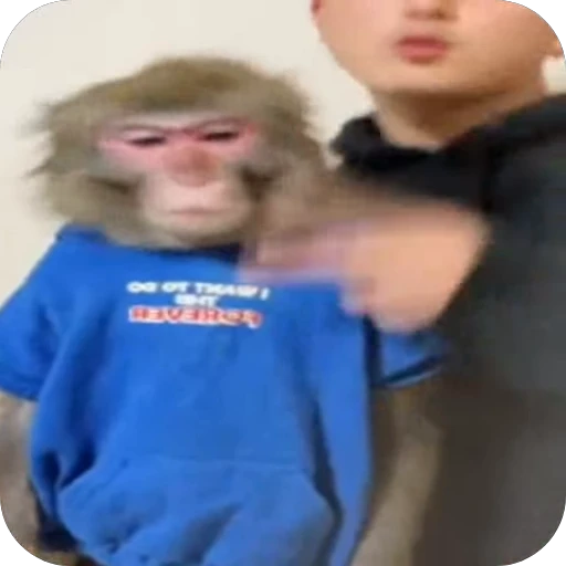 🤪 Стикер «Бибизьянки» для Telegram