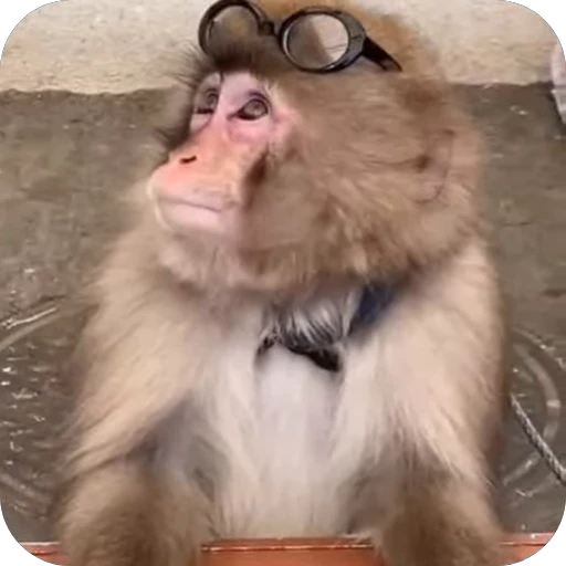 😎 Стикер «Бибизьянки» для Telegram