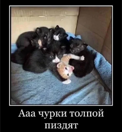 🕷 Стикер «чвк редан» для Telegram