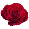 Стикер 36 🌟 red random