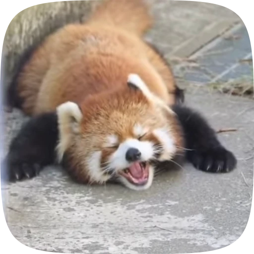 🥱 Стикер «Красная Панда» для Telegram
