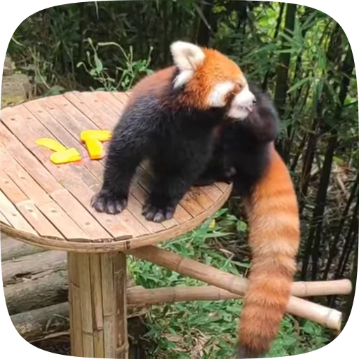 😜 Стикер «Красная Панда» для Telegram