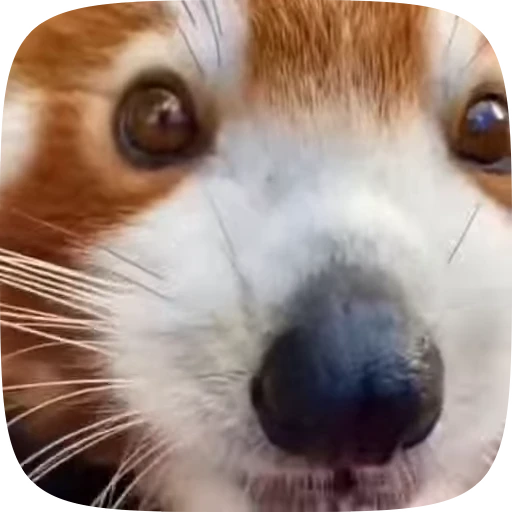 😛 Стикер «Красная Панда» для Telegram