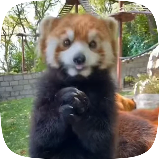 😀 Стикер «Красная Панда» для Telegram