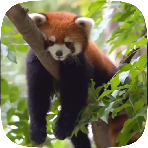 😴 Стикер «Красная Панда» для Telegram