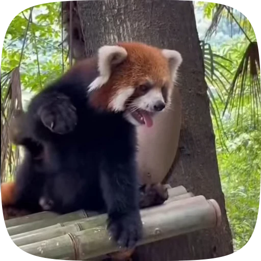 😌 Стикер «Красная Панда» для Telegram