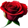 ❤️ Эмодзи «Red Tory» для Telegram