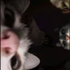 🐈 Эмодзи «red with love ani» для Telegram