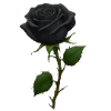 🌹 Эмодзи «red with love ani» для Telegram