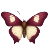 🦋 Эмодзи «red with love ani» для Telegram